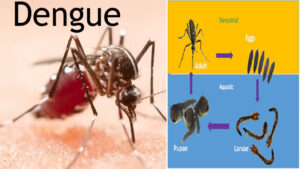 Dengue