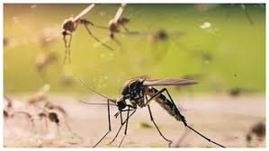 Dengue Alert: बारिश के बाद बढ़ा डेंगू का खतरा, वाराणसी में 91 घरों में मिले मच्छरों के लार्वा